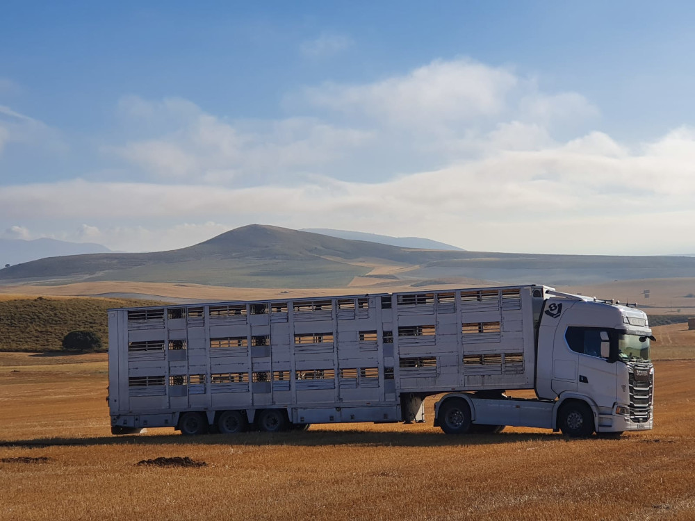 livestock transport